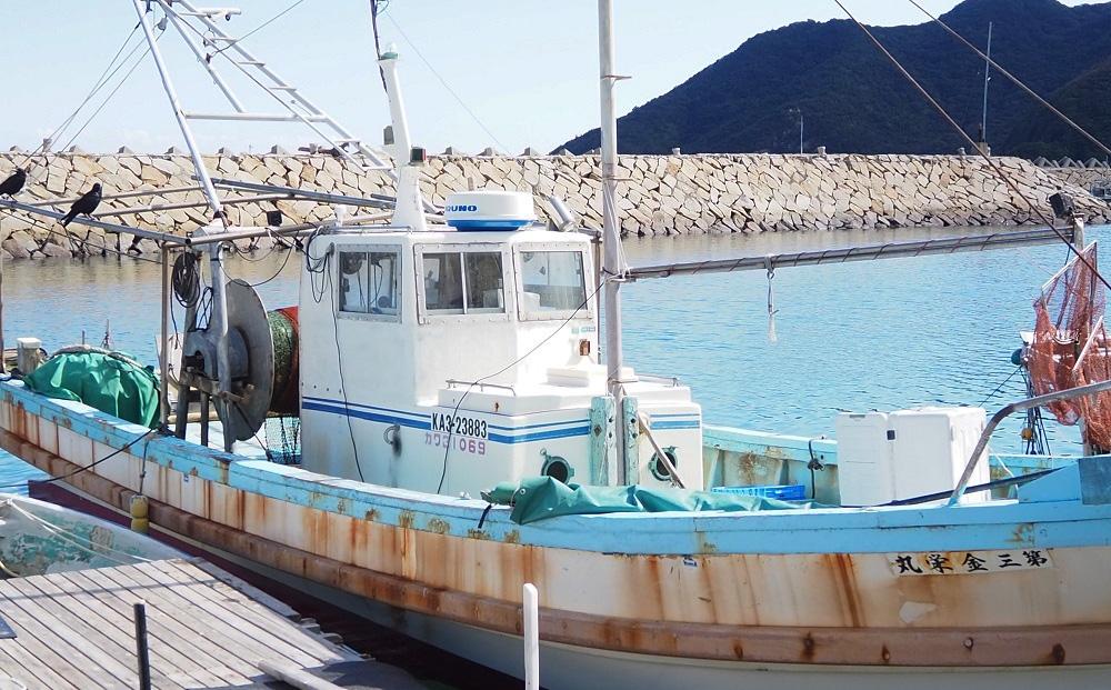 小豆島から直送！朝獲れ鮮魚 旬の地魚詰め合わせ 3kg以上