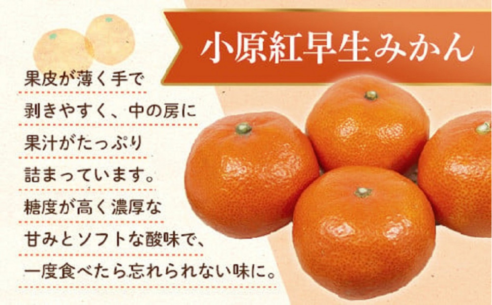 小原紅早生みかん(露地) 1.2kg