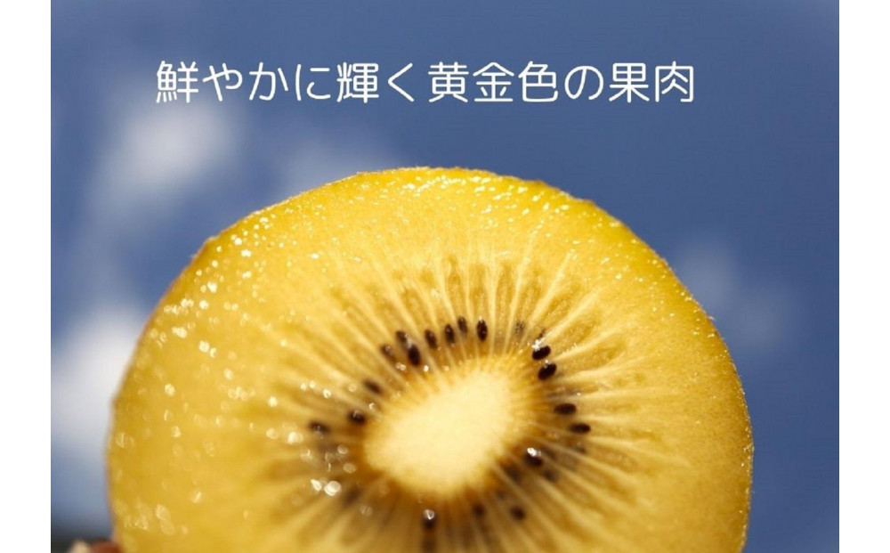 さぬきゴールド キウイフルーツ 1.3kg