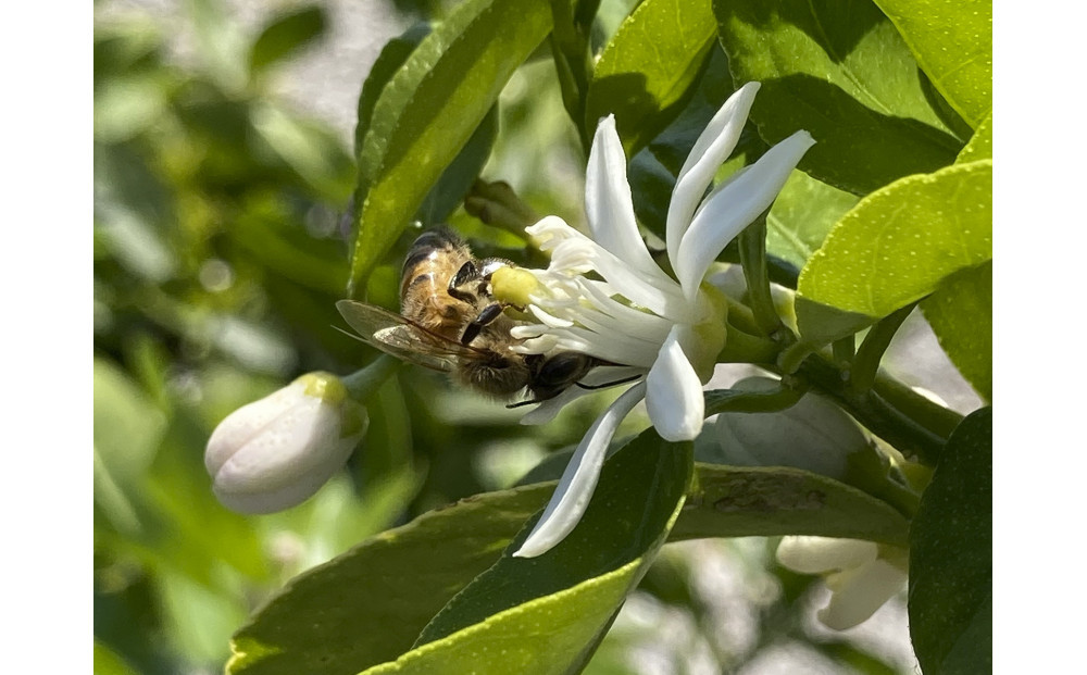 はちみつ 春の百花蜜 180g×2本 蜂蜜 高尾農園のはちみつ畑 国産 春採れ