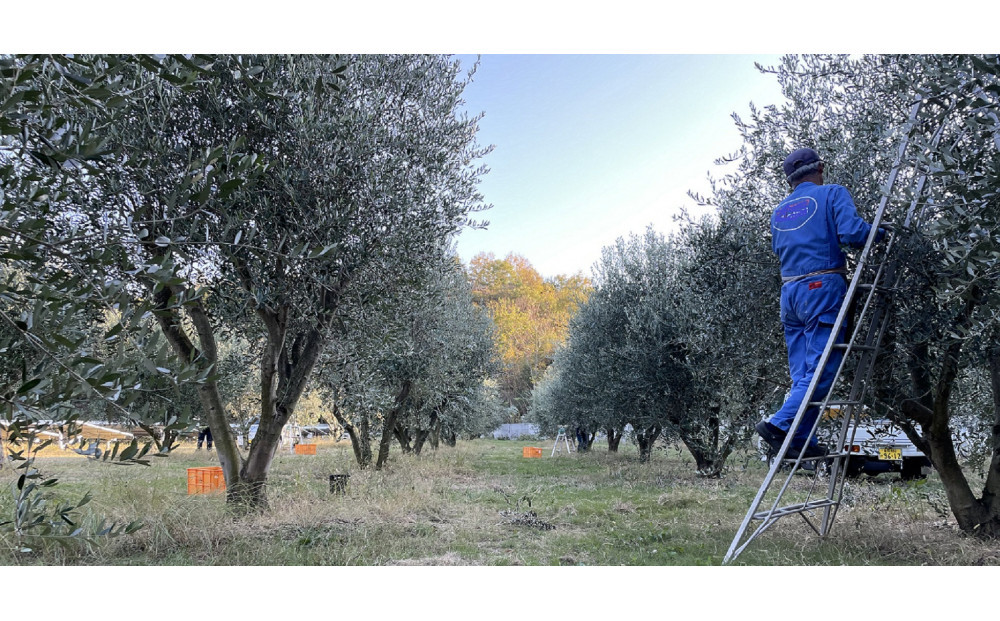 小豆島産100% ExtraVirgin オリーブオイル 108g×1本