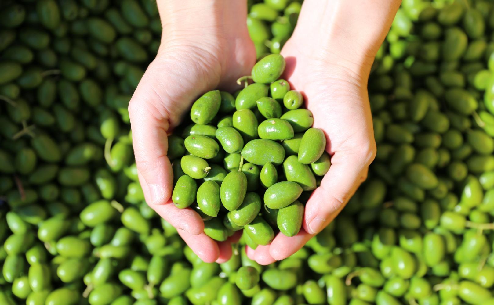 【井上誠耕園】～2025年初搾り～ 小豆島産手摘み緑果オリーブオイル (450g×2本)