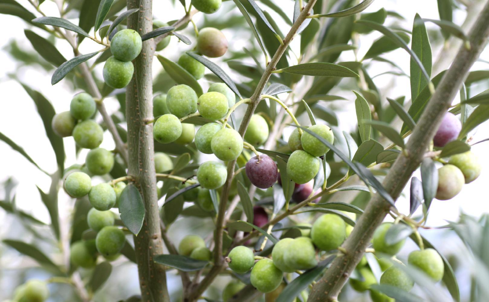 【井上誠耕園】～2025年搾りたて～ 小豆島産アルベキーナオリーブオイル (135g×2本)