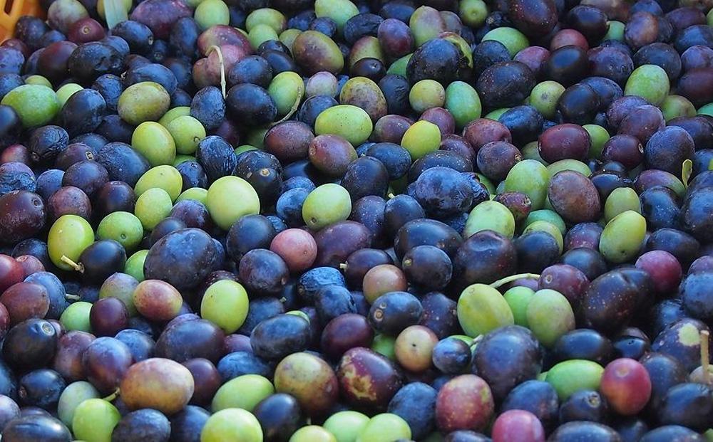 先行予約 ジェイさんのオリーブオイル《ルッカ種》3本セット コンパニョーニファームズ エキストラバージンオイル 2025年収穫 100％小豆島産 手摘み