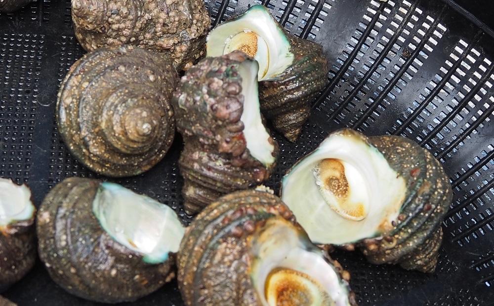 小豆島から直送！朝獲れ鮮魚 旬の地魚詰め合わせ 3kg以上