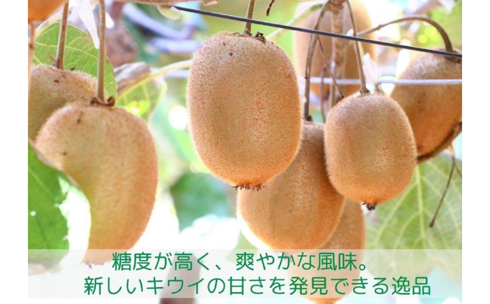 香緑 キウイフルーツ 750g