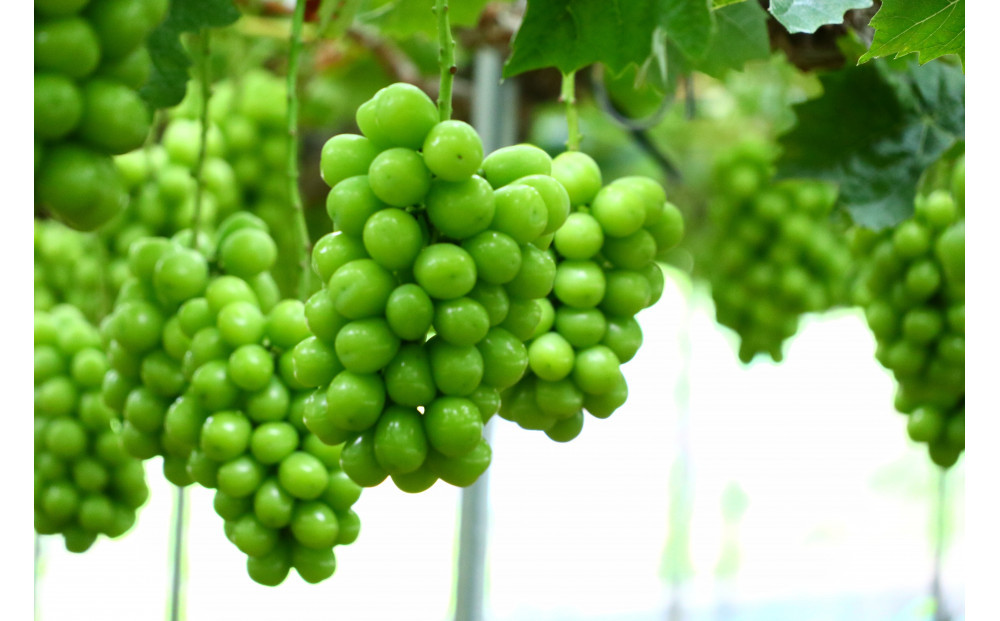 シャインマスカット 1.0kg