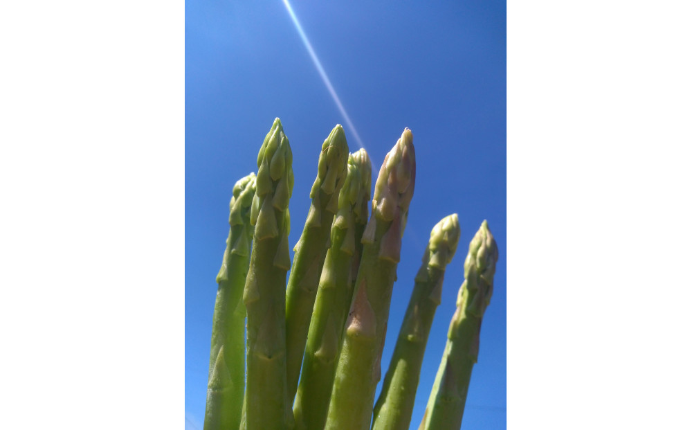 アスパラガス さぬきのめざめ 春芽 約1kg