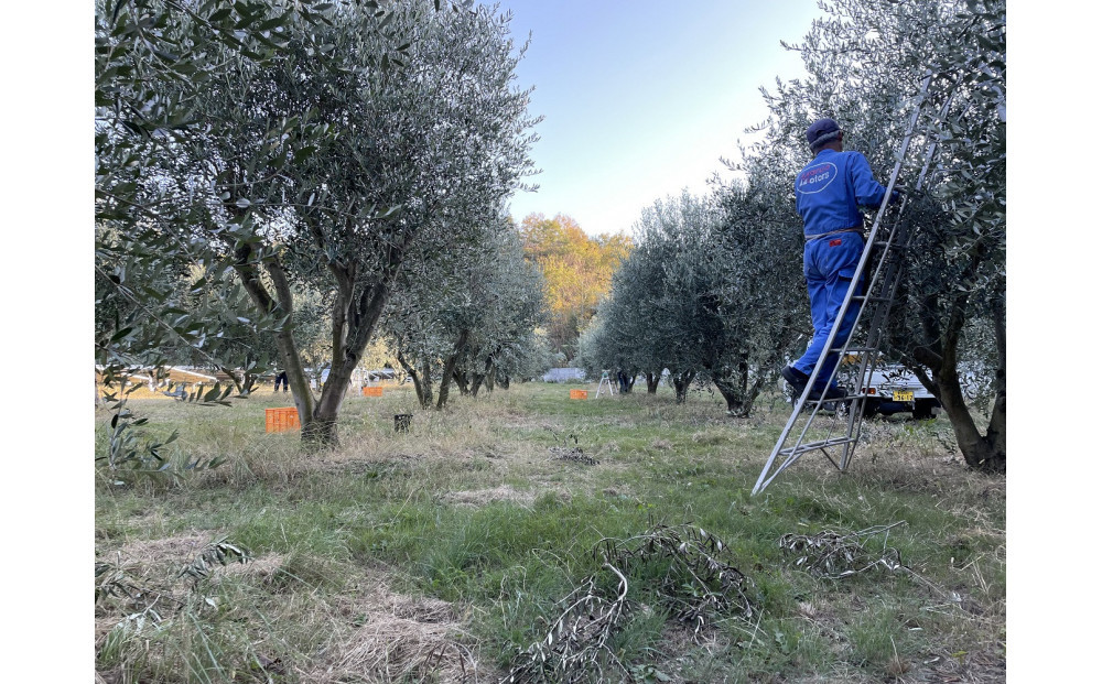 小豆島産100% ExtraVirgin オリーブオイル 108g×3本