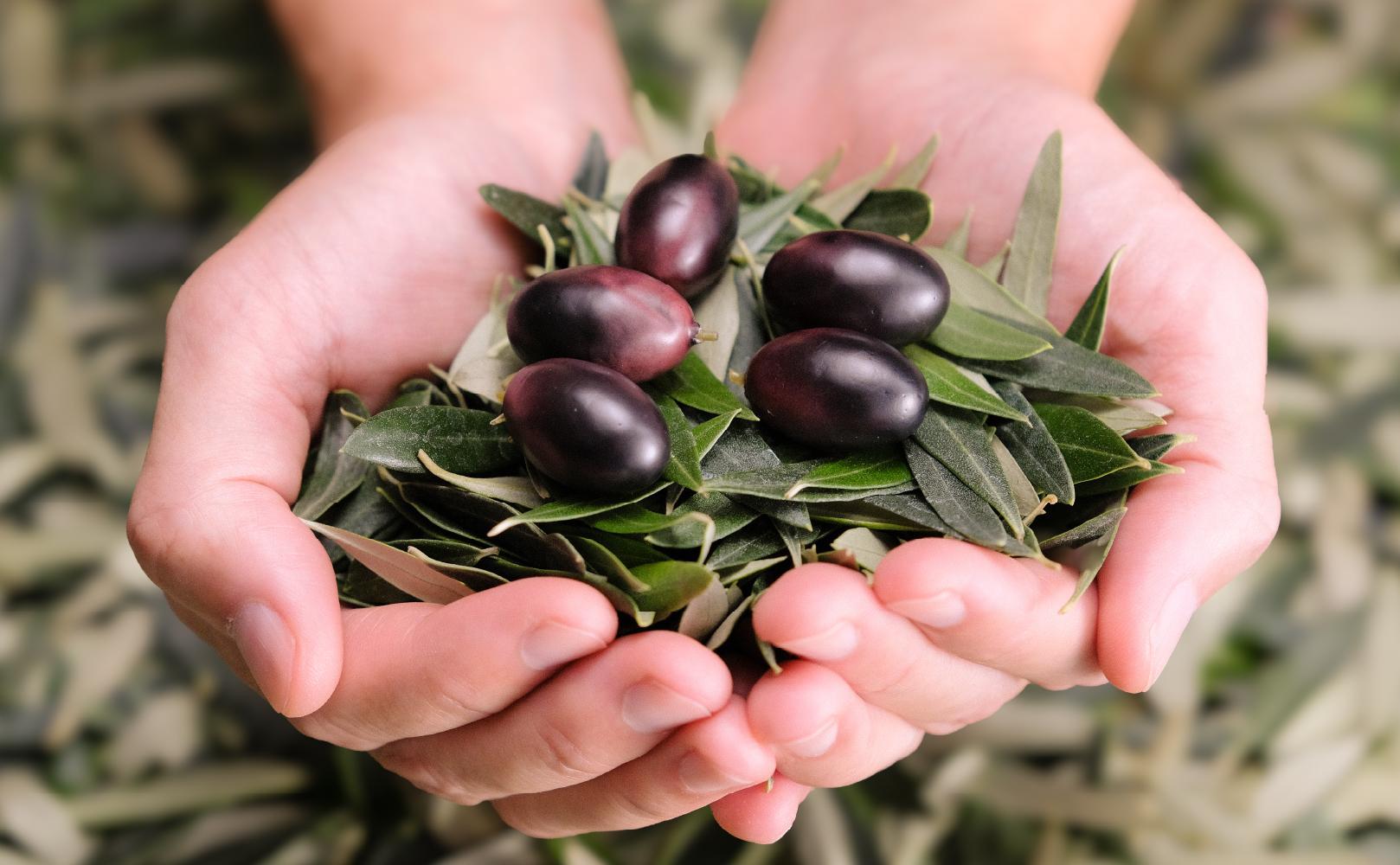 井上誠耕園 今季搾りたて小豆島産エキストラヴァージンオリーブオイル 20ml【化粧用】とオリーブ化粧水50mlセット