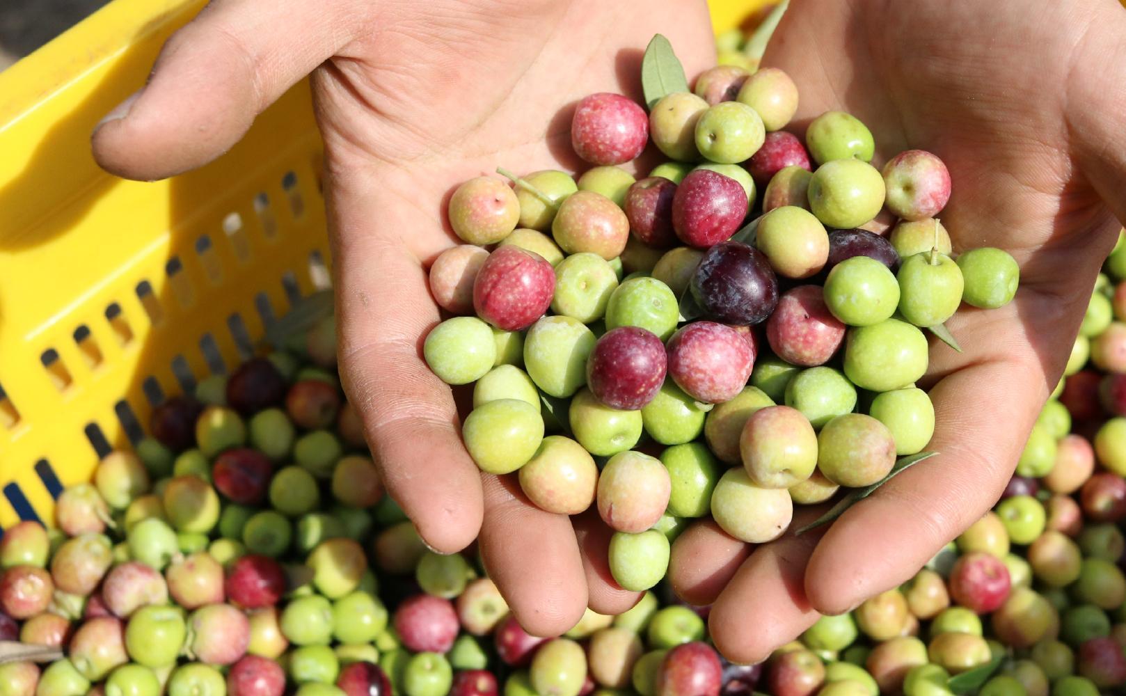 【井上誠耕園】～2025年搾りたて～ 小豆島産アルベキーナオリーブオイル (135g×3本)