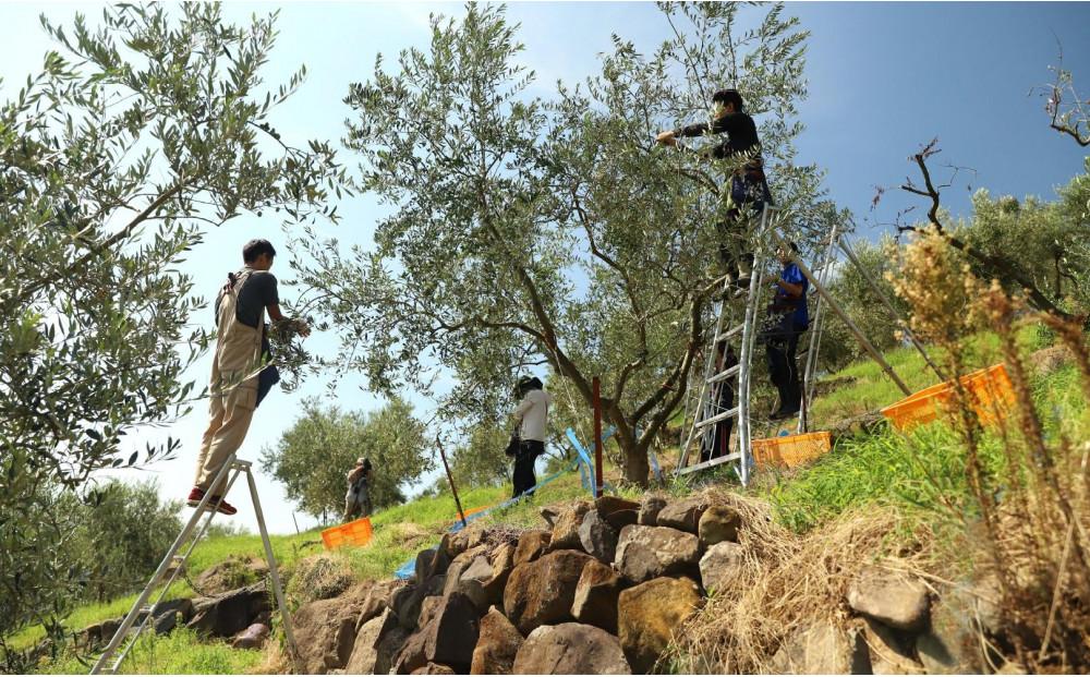 【井上誠耕園】～2025年初搾り～ 小豆島産手摘み緑果オリーブオイル (135g×5本)