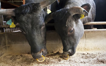 小豆島オリーブ牛サーロインステーキ