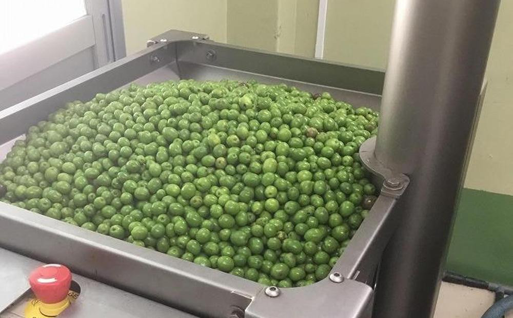 ジェイさんのオリーブオイル《ルッカ種》105g×1本 （簡易包装） コンパニョーニファームズ エキストラバージンオイル 2025年秋収穫 100％小豆島産 手摘み