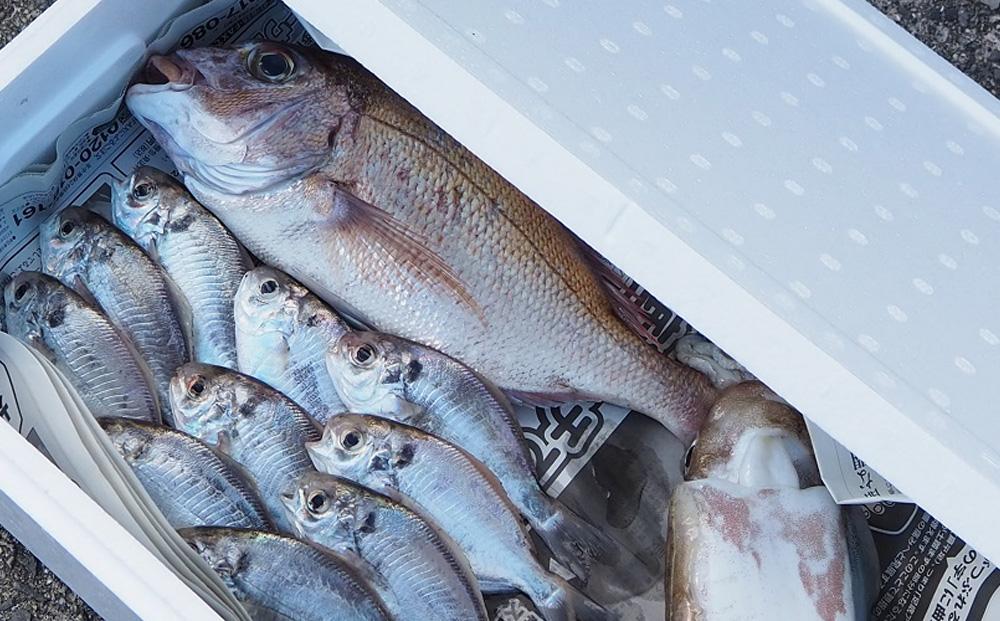 小豆島から直送！朝獲れ鮮魚 旬の地魚詰め合わせ 3kg以上