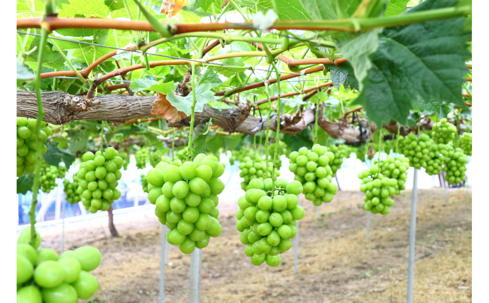 シャインマスカット 1.0kg