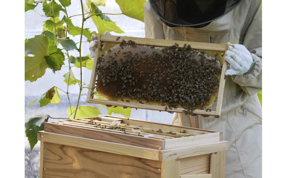はちみつ 春の百花蜜 180g×2本 蜂蜜 高尾農園のはちみつ畑 国産 春採れ