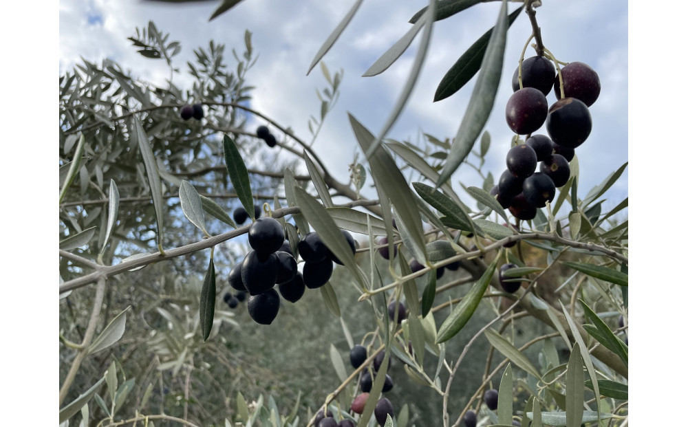 小豆島産100% ExtraVirgin オリーブオイル 108g×2本