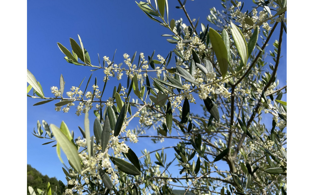 小豆島産100% ExtraVirgin オリーブオイル 108g×3本