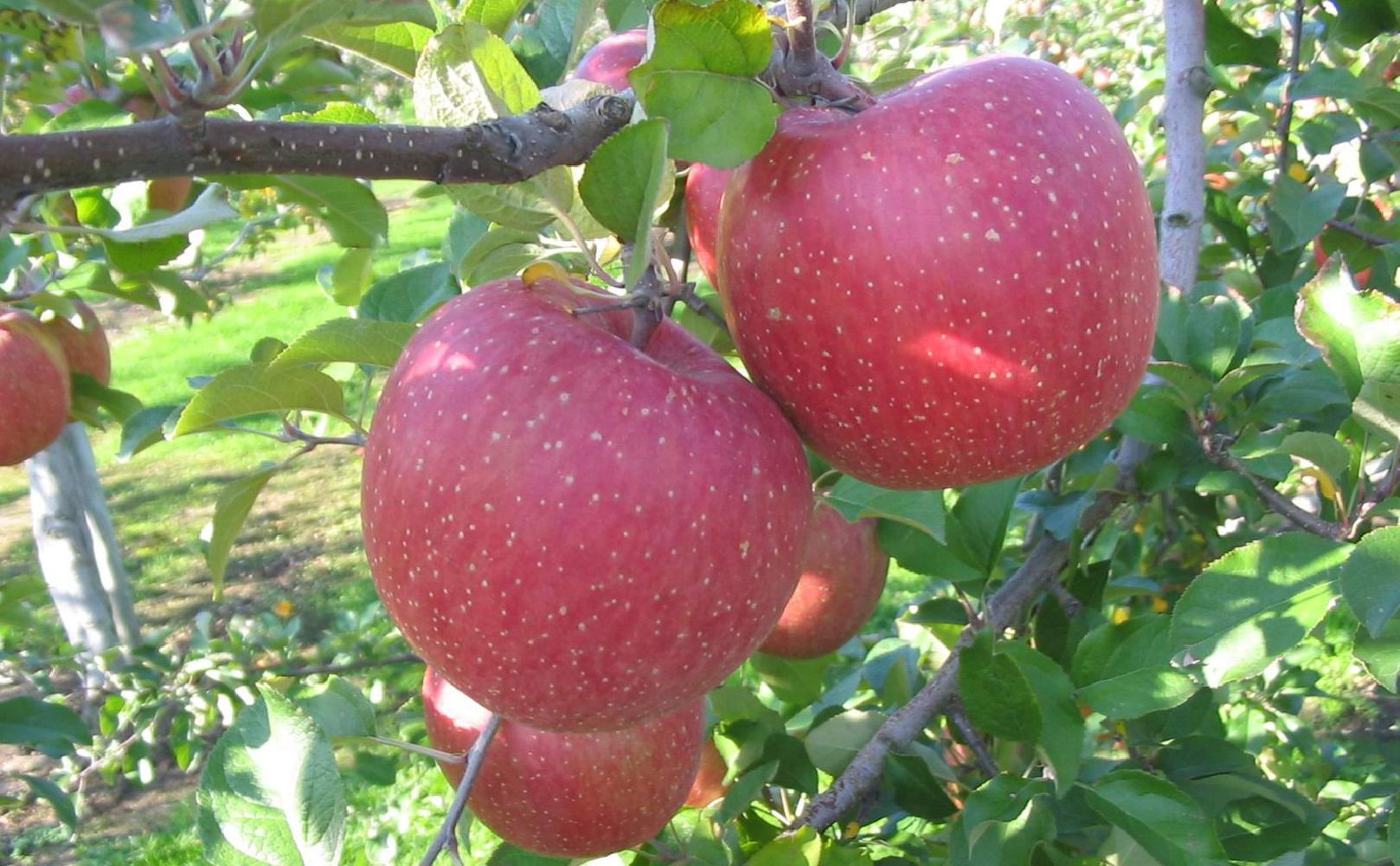 井上誠耕園 りんごとシナモンのジャム(ふじ)3個セット