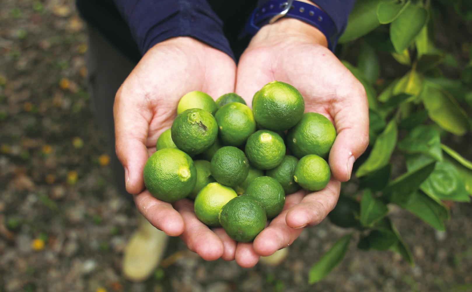 【井上誠耕園】スペイン農場産 伊予柑オリーブオイル (30ml×1個)