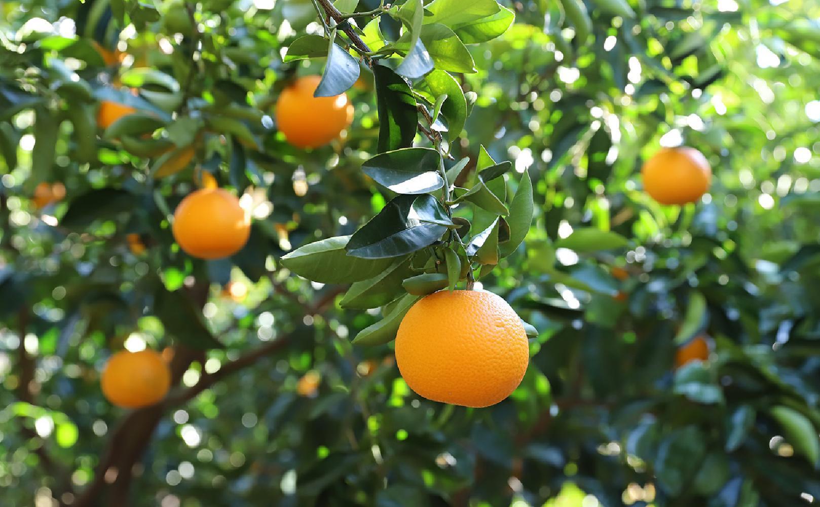 【井上誠耕園】オリーブオイルコンフィ 八朔チーズ 100g 3個セット