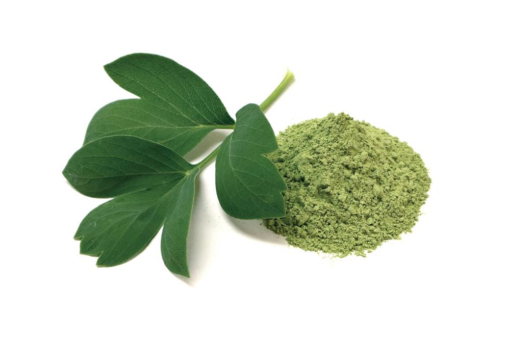 【石井製麺所】しょうどしま長命草そうめん　12束