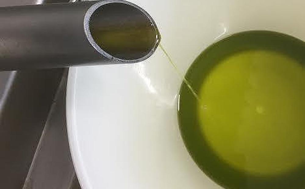 【定期便 全3回】ジェイさんのオリーブオイル《ミッション種》毎月お届け コンパニョーニファームズ エキストラバージンオイル 2025年収穫 100％小豆島産 手摘み