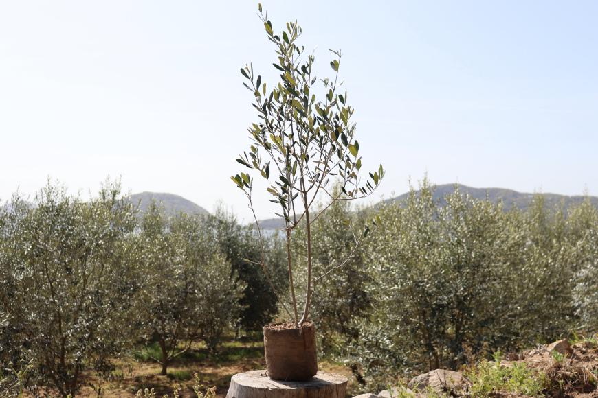 小豆島のオリーブ苗木（特大）