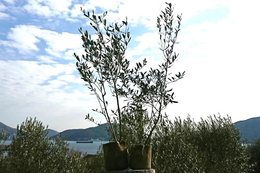 小豆島のオリーブ苗木　2本セット　（特大）