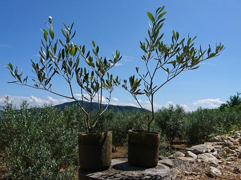 小豆島のオリーブ苗木　2本セット　（大）