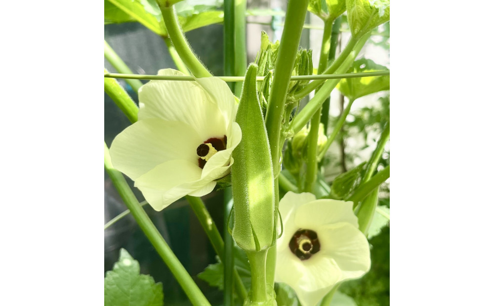 【2026発送】オクラ　約2.8kg