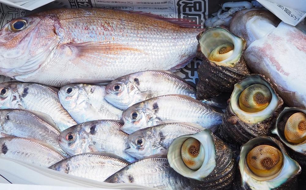 小豆島から直送！朝獲れ鮮魚 旬の地魚詰め合わせ 3kg以上
