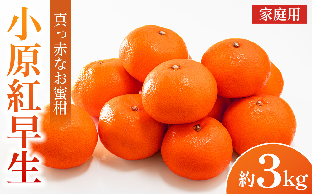 【2025年11月中旬より発送】ご家庭向け！真っ赤なお蜜柑「小原紅早生」約3kg