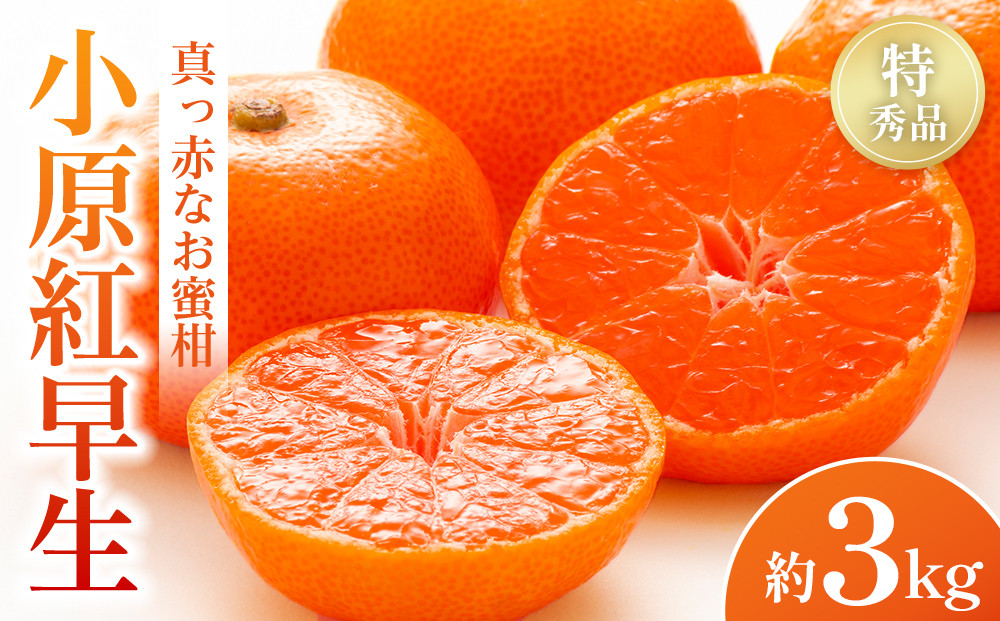 【2025年11月中旬より発送】特秀品！真っ赤なお蜜柑「小原紅早生」約3kg
