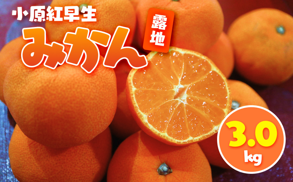 小原紅早生みかん(露地) 3.0kg