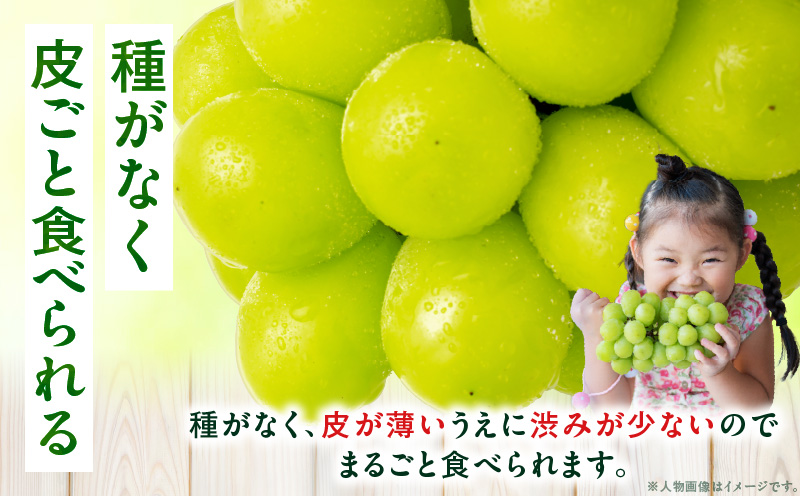 温室シャインマスカット　1房化粧箱入り(580g以上) | マスカット ハウス ぶどう ブドウ 葡萄 果物 フルーツ 人気 香川 香川県 三木町 種なし 皮ごと食べられる ジューシー 化粧箱 旬 おすすめ |_mk006-033