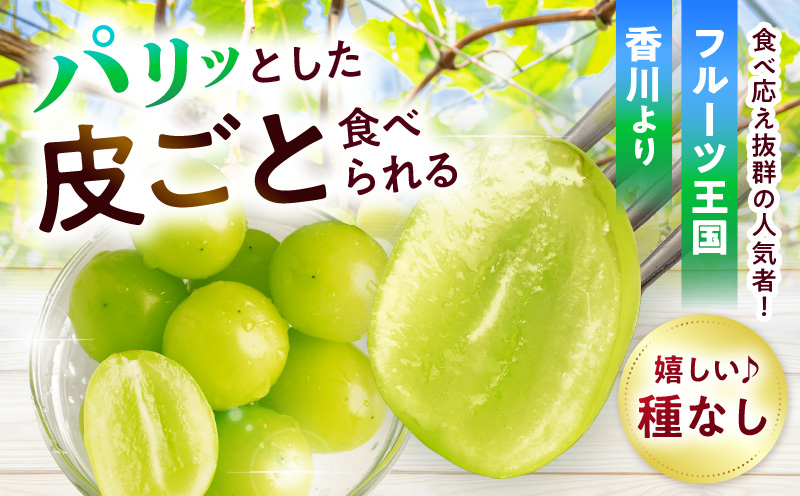 【2026年8月18日～10月20日配送】訳ありシャインマスカット 約1.4kg入り 2～4房|訳あり マスカット ぶどう ブドウ 葡萄 果物 フルーツ 人気 香川 香川県 三木町 種なし 皮ごと食べられる ジューシー 糖度が高い 先行受付 先行予約 季節限定 旬 おすすめ|_mk006-049-2
