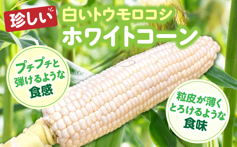 【先行予約】【訳あり】ご家庭用細物ホワイトコーン約3.5kg | とうもろこし 野菜 コーン 旬の野菜 旬 季節の野菜 季節 贈答 贈り物 ギフト プレゼント おすそ分け グルメ お取り寄せ 人気 おすすめ 特産 特産品 生鮮食品 香川県 三木町 |_mk006-058