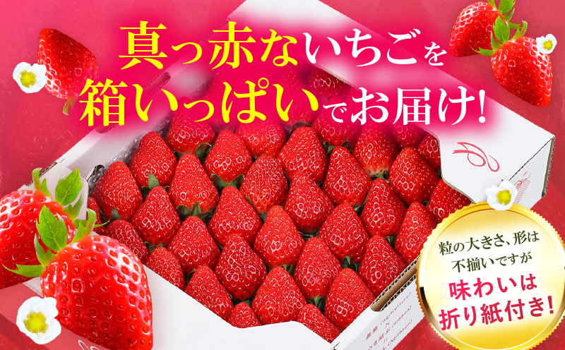 あぐりぼん　いちご「女峰」　詰め合わせ約1.4kg　（約700g×2箱）|いちご 果物 フルーツ デザート ストロベリー 果肉 スイーツ 甘い 国産 贈り物 贈答 プレゼント グルメ 人気 おすすめ 季節 旬 旬の果物 詰め合わせ 香川県 三木町 送料無料|_mk144-012