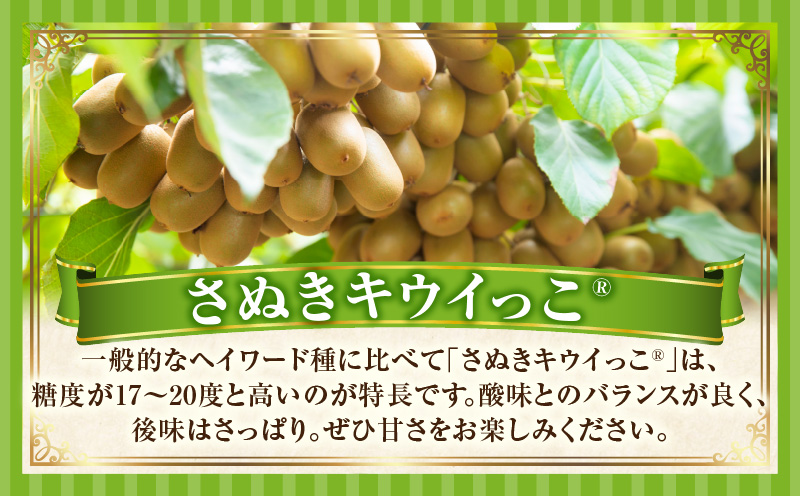 こつぶでちゅるん　さぬきキウイっこ 約1.2kg |果物 フルーツ さぬき キウイっこ キウイフルーツ グリーン キウイ 小さい 濃厚 フレッシュ ジューシー 香り 爽やか 旬の果物 人気 おすすめ 贈答 贈り物 青果物 糖度 香川県 三木町 |_mk165-020