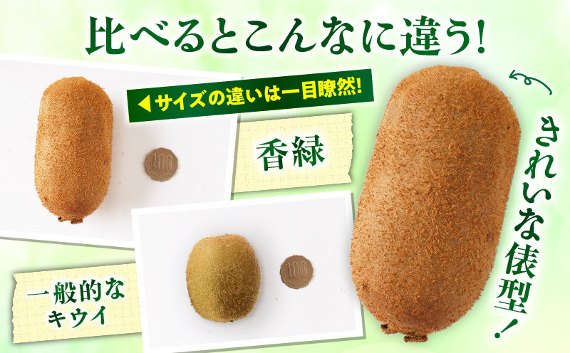 【先行受付】香川県オリジナルキウイフルーツ「香緑」約3kg【香川県共通返礼品】 | キウイ フルーツ 果物 香川県 香緑 デザート サラダ ヨーグルト トッピング 国産 季節限定 青果物 旬 おすすめ |_mk006-030