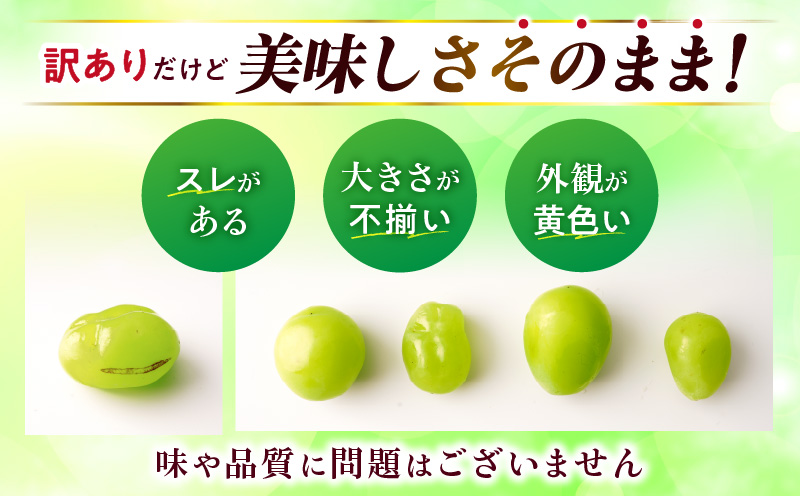 【2026年8月18日～10月20日配送】訳ありシャインマスカット 約1.4kg入り 2～4房|訳あり マスカット ぶどう ブドウ 葡萄 果物 フルーツ 人気 香川 香川県 三木町 種なし 皮ごと食べられる ジューシー 糖度が高い 先行受付 先行予約 季節限定 旬 おすすめ|_mk006-049-2