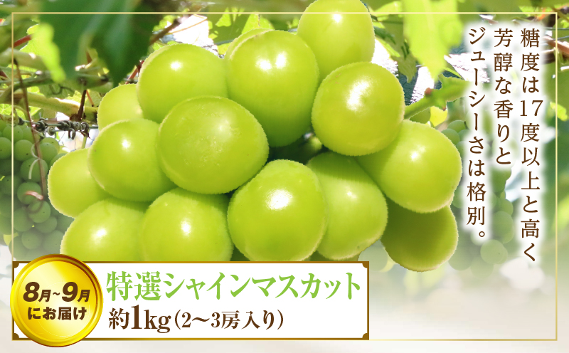 さぬき旬のフルーツ満足 3回定期便 | フルーツ定期便 果物 フルーツ 青果 青果物 いちご みかん シャインマスカット さぬきひめ 小原紅早生みかん マスカット 旬の果物 季節の果物 贈答 贈り物 ギフト 化粧箱 取り寄せ 香川県 三木町 送料無料 |_mk006-t013