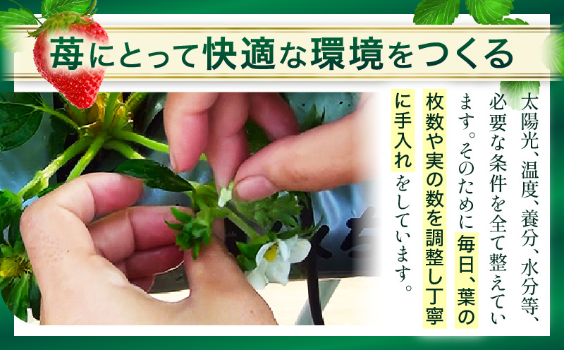 【お歳暮　熨斗】【高級】女峰いちご　30又は36粒入(800g以上)　≪　IDOMALL　セレクト≫|スイーツ いちご 女峰 野菜 新鮮 冷蔵 フルーツ 旬 果物 香川県 デザート 青果物 贈答 プレゼント贈り物 おすすめ|_mk048-006