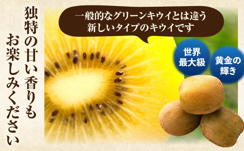 キウイ　鮮やか黄金に輝く　ゴールドキウイ 約900g | 果物 フルーツ さぬきゴールド キウイ キウイフルーツ フレッシュ ジューシー 香り 爽やか 旬の果物 人気 おすすめ 贈答 贈り物 青果物 糖度 香川県 三木町 |_mk165-016
