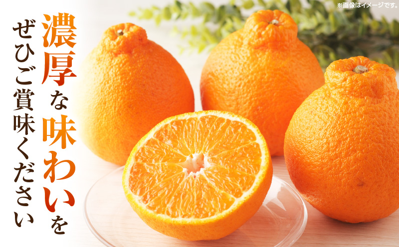 デコポン「中晩かん」瀬戸内の果汁溢れるみかん 不知火（デコポン）約1.5kg | 果物 フルーツ デコポン 不知火 しらぬい フレッシュ ジューシー 香り 爽やか 旬の果物 人気 おすすめ 贈答 贈り物 青果物 糖度 香川県 三木町 |_mk165-017