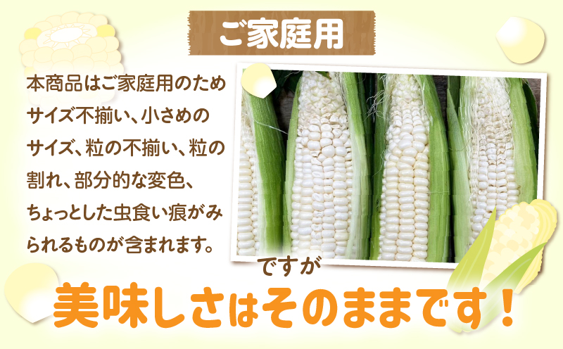 【先行予約】【訳あり】ご家庭用細物ホワイトコーン約3.5kg | とうもろこし 野菜 コーン 旬の野菜 旬 季節の野菜 季節 贈答 贈り物 ギフト プレゼント おすそ分け グルメ お取り寄せ 人気 おすすめ 特産 特産品 生鮮食品 香川県 三木町 |_mk006-058