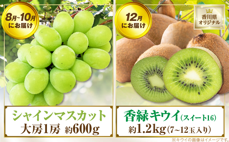 さぬき旬のフルーツ大満足　4回定期便|果物 フルーツ 青果 青果物 いちご みかん シャインマスカット キウイフルーツ さぬきひめ 小原紅早生みかん マスカット キウイ 旬の果物 季節の果物 贈答 贈り物 ギフト 化粧箱 取り寄せ グルメ 香川県 三木町 送料無料|_mk006-t008d