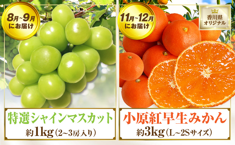 さぬき旬のフルーツお楽しみ 4回定期便 | 果物 フルーツ 青果 青果物 いちご びわ みかん シャインマスカット さぬきひめ 小原紅早生みかん マスカット なつたより 旬の果物 季節の果物 贈答 贈り物 ギフト 化粧箱 取り寄せ 香川県 三木町 送料無料 |_mk006-t015